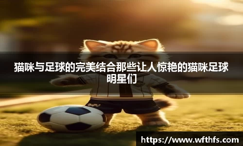 猫咪与足球的完美结合那些让人惊艳的猫咪足球明星们
